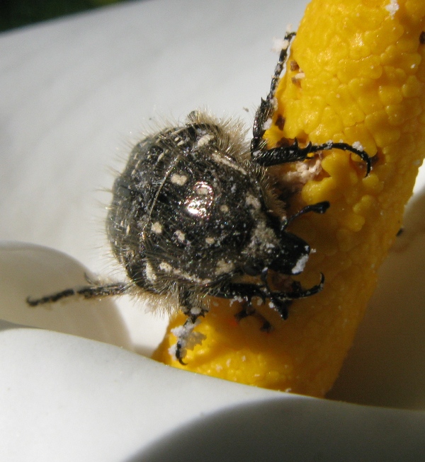 di nuovo pasquetta ?